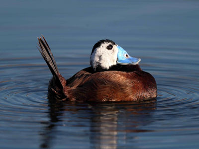 El GEM denuncia la destruccin de espacios con aves en peligro de extincin para hacer ms invernaderos