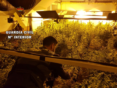 La operación Lududa, se salda con la detención de dos personas y la intervención de 271 plantas de marihuana