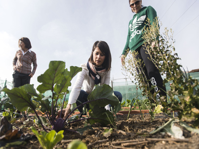 Noticia de Almera 24h: Diputacin apuesta por la agricultura ecolgica en huertos urbanos para superar adicciones