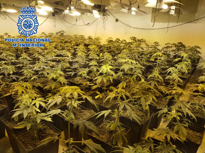 Noticia de Almera 24h: La Operacin Sinse se salda con 15 detenidos, 3.580 plantas de marihuana, 2.300 esquejes y 38.000 euros en efectivo