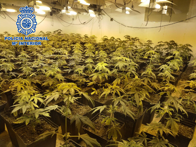 La Operacin Sinse se salda con 15 detenidos, 3.580 plantas de marihuana, 2.300 esquejes y 38.000 euros en efectivo