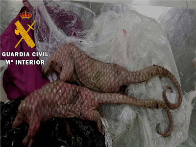 Investigan a una mujer que llevaba dos animales protegidos en descomposicin dentro de su maleta