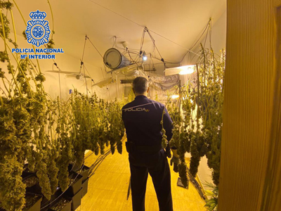 Noticia de Almera 24h: Desmantelada una nueva plantacin de marihuana en una vivienda de El Ejido