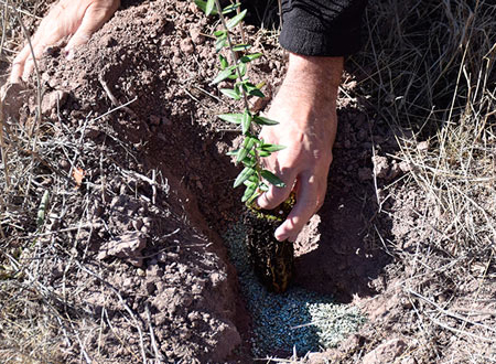 La Infancia De Vcar Se Cita El Mircoles En La Villa Para Una Plantacin De rboles