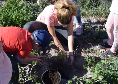 La Infancia Vicaria Se Suma aLa Gran Bellotada Ibrica Con La Plantacin De Unas 80 Encinas En El Entorno De La Villa De Vcar