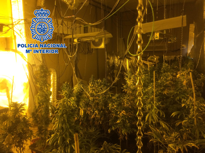 Noticia de Almera 24h: La Polica Nacional incauta 186 plantas de marihuana en una vivienda del barrio de los Molinos de Almera