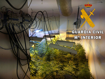 Noticia de Almera 24h: La Guardia Civil localiza una plantacin Indoor de marihuana con 91 plantas en el centro de Roquetas de Mar 