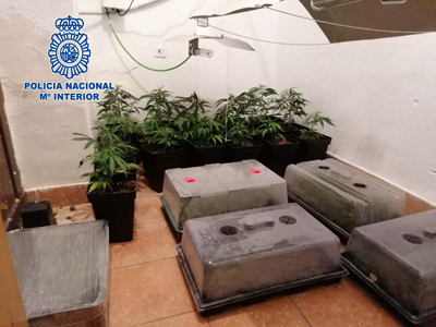 Noticia de Almería 24h: Cuatro detenidos al intentar arrojar deshechos de plantaciones de marihuana a la basura