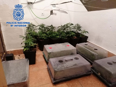 Noticia de Almera 24h: Cuatro detenidos al intentar arrojar deshechos de plantaciones de marihuana a la basura