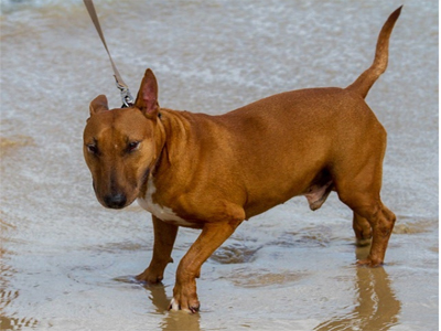 Bull Terrier miniatura: el acompaante ideal para todas las familias