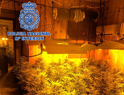 Noticia de Almería 24h: La Policía Nacional desmantela una plantación de marihuana a la que se accedía a través de un butrón con una vivienda contigua