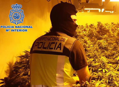 La Polica Nacional destapa una plantacin de marihuana con 1.461 plantas en fase de crecimiento