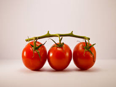 Noticia de Almera 24h: Universidad: La malla de sombreo aumenta los niveles antioxidantes del tomate ecolgico 
