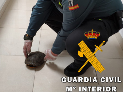 Noticia de Almería 24h: La Guardia Civil recupera un ejemplar de galápago de Florida catalogado como especie exótica invasora