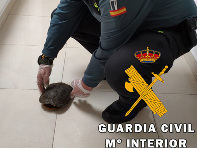 Noticia de Almera 24h: La Guardia Civil recupera un ejemplar de galpago de Florida catalogado como especie extica invasora