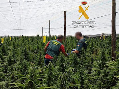 Noticia de Almera 24h: La Guardia Civil detiene a tres personas por un delito contra la salud pblica e interviene 378 plantas de marihuana 