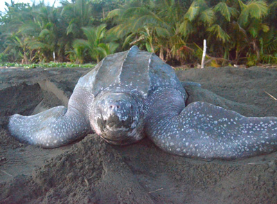 Noticia de Almera 24h: La Universidad advierte sobre el efecto del cambio climtico en la extincin de las tortugas marinas tras millones de aos en los ocanos