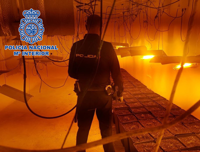 Noticia de Almería 24h: La Policía Nacional incauta 138 plantas de marihuana y detiene a dos personas en la Chanca