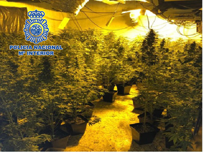 Noticia de Almera 24h: Desmantelada una nueva plantacin de marihuana en una vivienda de El Ejido