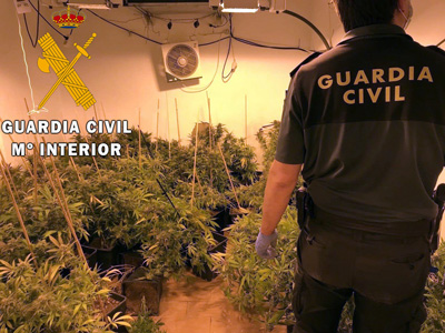 Noticia de Almería 24h: La Guardia Civil acude a una llamada que denunciaba un robo y encuentra más de 400 plantas de marihuana