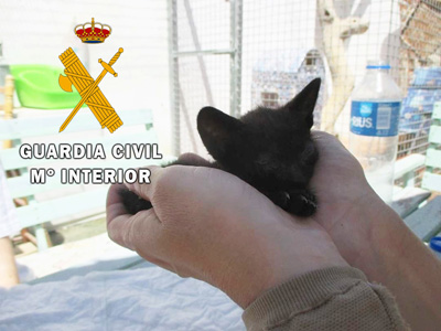 La Guardia Civil auxilia dos gatos de muy corta edad abandonados en Roquetas de Mar