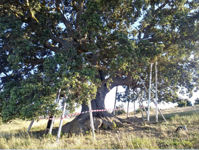 Carrasca de la Peana, la encina milenaria ms antigua de Andaluca, en peligro de muerte