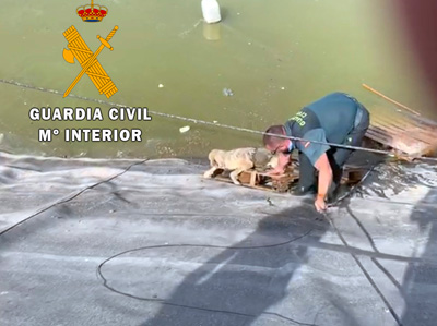 Noticia de Almera 24h: La Guardia Civil auxilia a un perro a punto de ahogarse en una balsa de riego en Vcar  