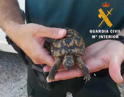 La Guardia Civil recupera una tortuga Boba varada en la playa y rescata a otra tortuga Mora en Carboneras