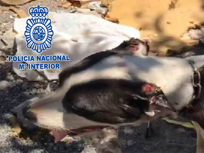 Noticia de Almería 24h: Detenido por maltrato animal al tener varios perros al sol en una parcela sin comida ni agua