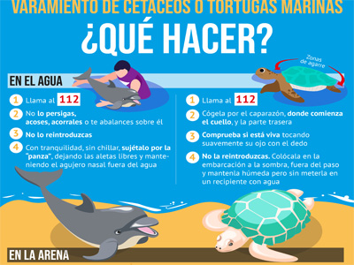 Noticia de Almería 24h: El Ayuntamiento de Roquetas de Mar indica cómo actuar ante el varamiento de un cetáceo o tortuga marina