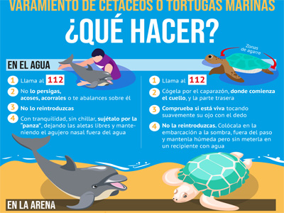 Noticia de Almera 24h: El Ayuntamiento de Roquetas de Mar indica cmo actuar ante el varamiento de un cetceo o tortuga marina