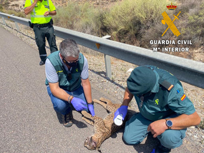 Noticia de Almería 24h: La Guardia Civil atiende el atropello de un lince ibérico en la A-7 a la altura del P.I.T.A.  