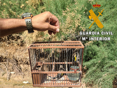 Noticia de Almería 24h: Siete investigados en distintos puntos de la provincia por capturar aves protegidas