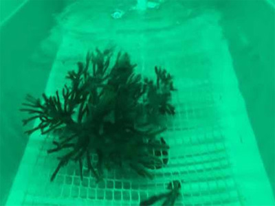 Noticia de Almera 24h: Universidad: El grupo Ecologa Acutica y Acuicultura da claves del uso correcto de algas en fabricacin de piensos  