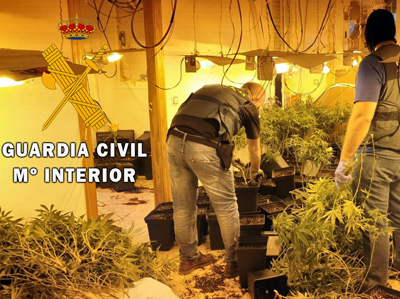 Noticia de Almería 24h: Detenido por cultivar 94 plantas de marihuana en una vivienda que había sido desprecintada ilegalmente
