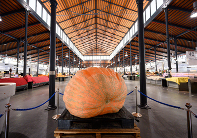 Noticia de Almera 24h: El Mercado Central exhibe una calabaza gigante de 456 kilos cultivada en Almera, cifra que supone el rcord andaluz