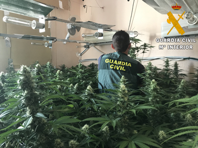 Noticia de Almería 24h: La Guardia Civil detiene al responsable de un cultivo indoor de 405 plantas de marihuana en Roquetas de Mar  