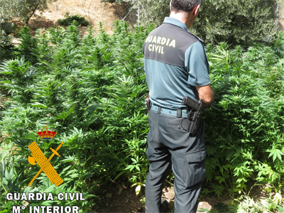 Noticia de Almería 24h: Tres detenidos en Oria con 2.052 plantas de marihuana