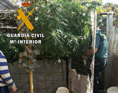 Noticia de Almera 24h: La Guardia Civil detiene a una persona por cultivo de marihuana en Grgal e interviene 22 kgs de plantas y cogollos  