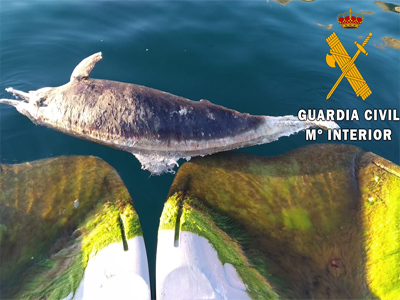 La Guardia Civil presta seguridad y apoyo en el varamiento de un delfín listado en el Puerto de Aguadulce