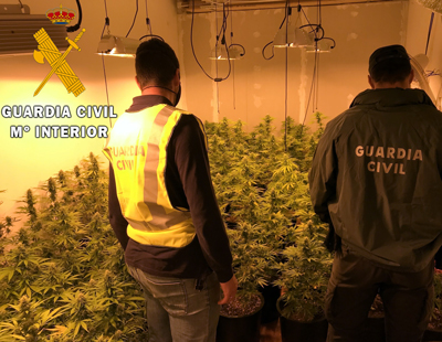 Noticia de Almería 24h: Detenido por cultivar 278 plantas de marihuana cerca de dos centros educativos de Aguadulce
