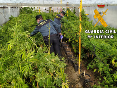 Noticia de Almería 24h: Dos detenidos en Nacimiento con cerca de 750 plantas de marihuana
