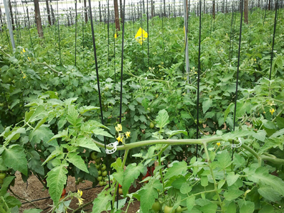 Noticia de Almera 24h: La rafia biodegradable como alternativa para hacer una agricultura ms sostenible