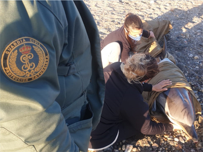 Noticia de Almería 24h: La Guardia Civil presta seguridad y apoyo en el varamiento de un delfín listado en sus últimos momentos de vida
