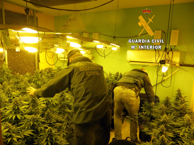Noticia de Almería 24h: La Guardia Civil detiene a dos personas e interviene una plantación indoor con más de 200 plantas de marihuana 