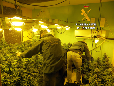 Noticia de Almera 24h: La Guardia Civil detiene a dos personas e interviene una plantacin indoor con ms de 200 plantas de marihuana 