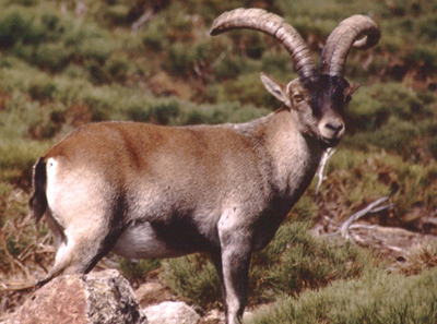 Noticia de Almera 24h: Tras un incendio forestal encuentran en un cortijo trofeos ilegales de caza de la especie Cabra Monts