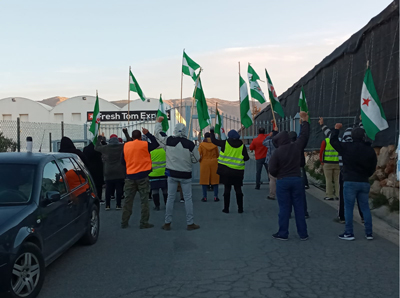 Noticia de Almería 24h: Los trabajadores de Fresh Tom Export se declaran en huelga indefinida