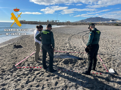 Noticia de Almería 24h: La Guardia Civil presta seguridad y apoyo a los técnicos de Equinac en dos varamientos de delfines en el litoral de Almería