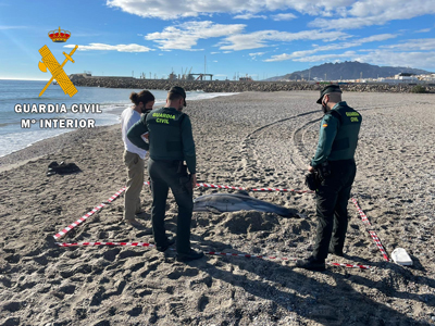 Noticia de Almera 24h: La Guardia Civil presta seguridad y apoyo a los tcnicos de Equinac en dos varamientos de delfines en el litoral de Almera